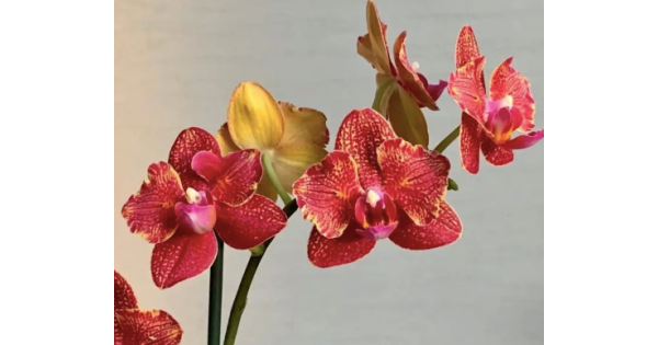 Клиторальды оргазм онлайн Африкалық порно секс